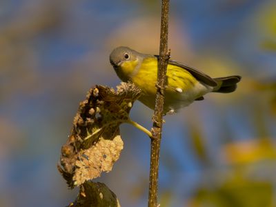 Magnolia Warbler