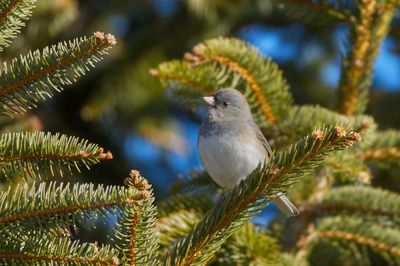Dark-eyed Junco