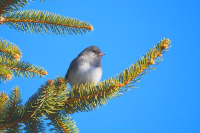Dark-eyed Junco