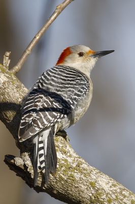 Red-bellied Woodpecker