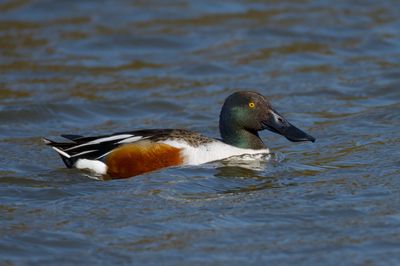 Northern Shoveller