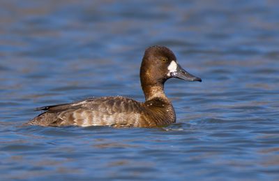 Lesser Scaup