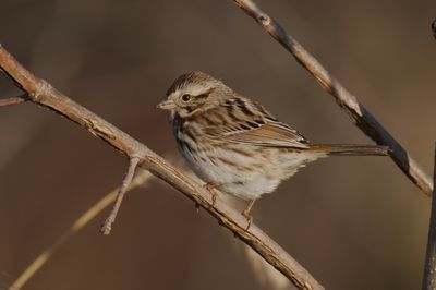 Song Sparrow