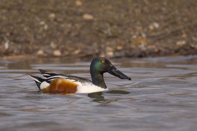 Northern Shoveller