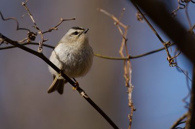 Golden-crowned Kinglet