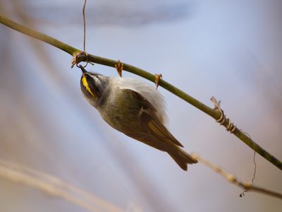 Golden-crowned Kinglet
