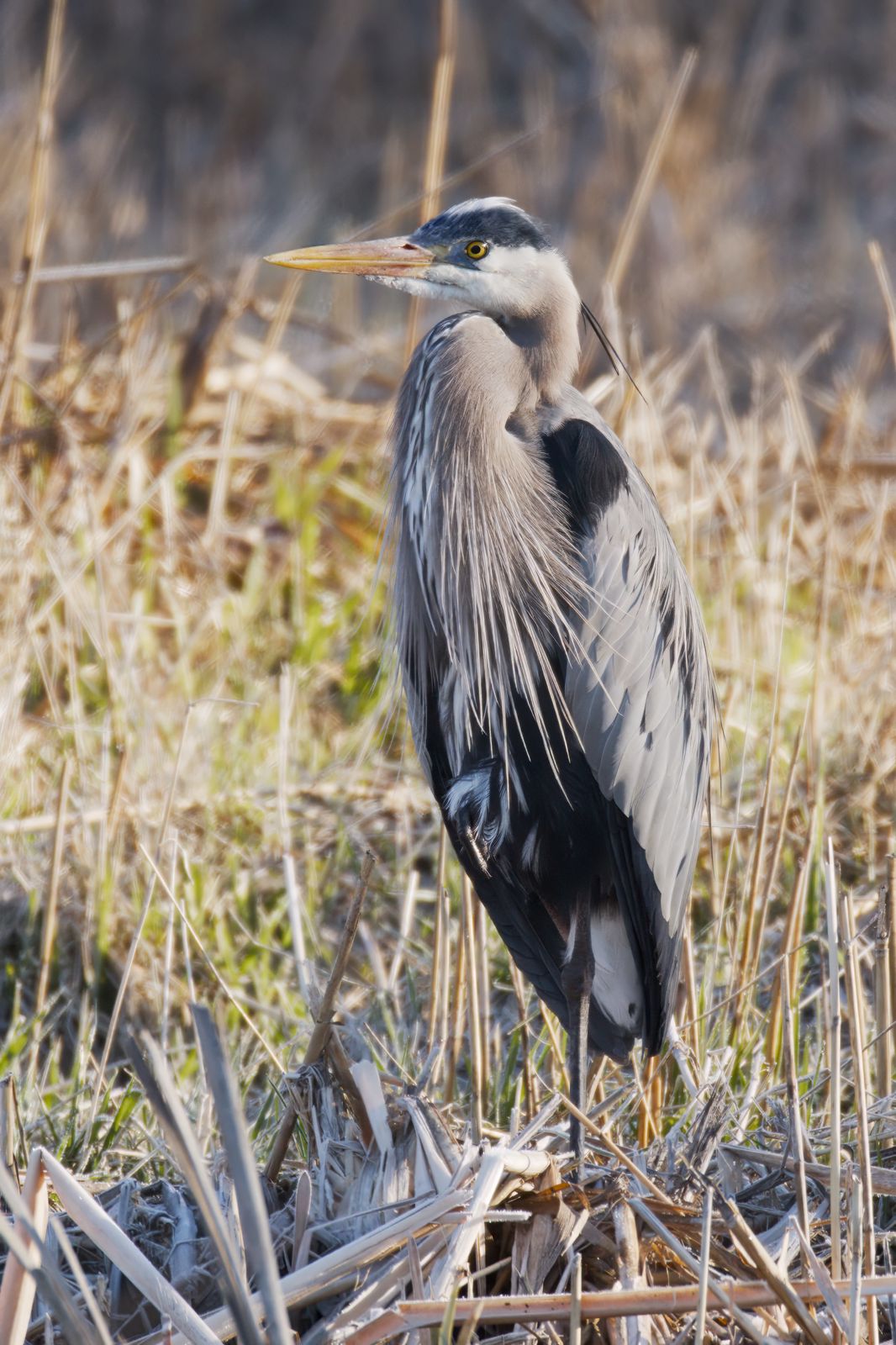 Ardea herodias