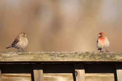 House Finch