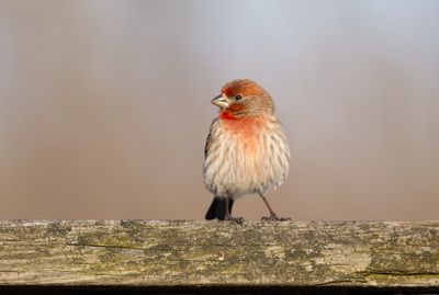 House Finch