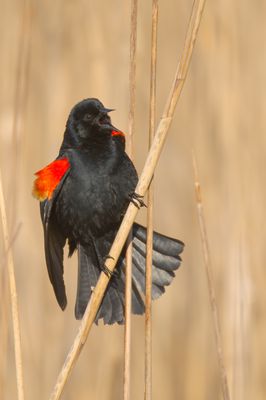Red-winged Blackbird