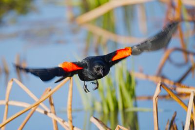 Red-winged Blackbird