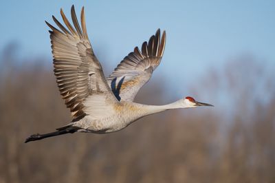 Sandhill Crane
