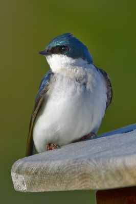 American Tree Swallow