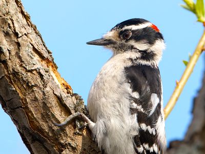 Downy Woodpecker