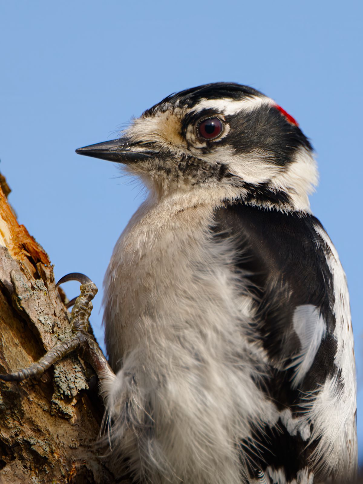Dryobates pubescens