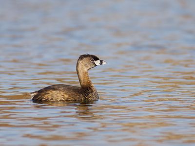 Pied-billed Grebe