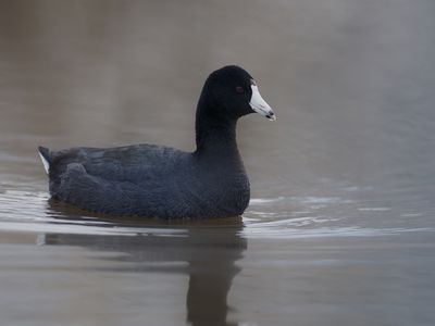 American Coot