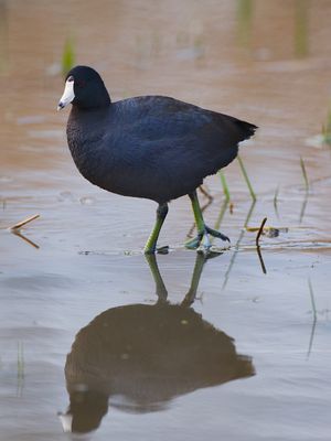 American Coot
