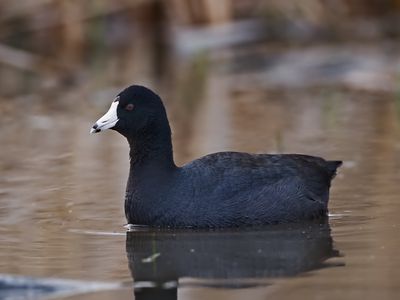 American Coot