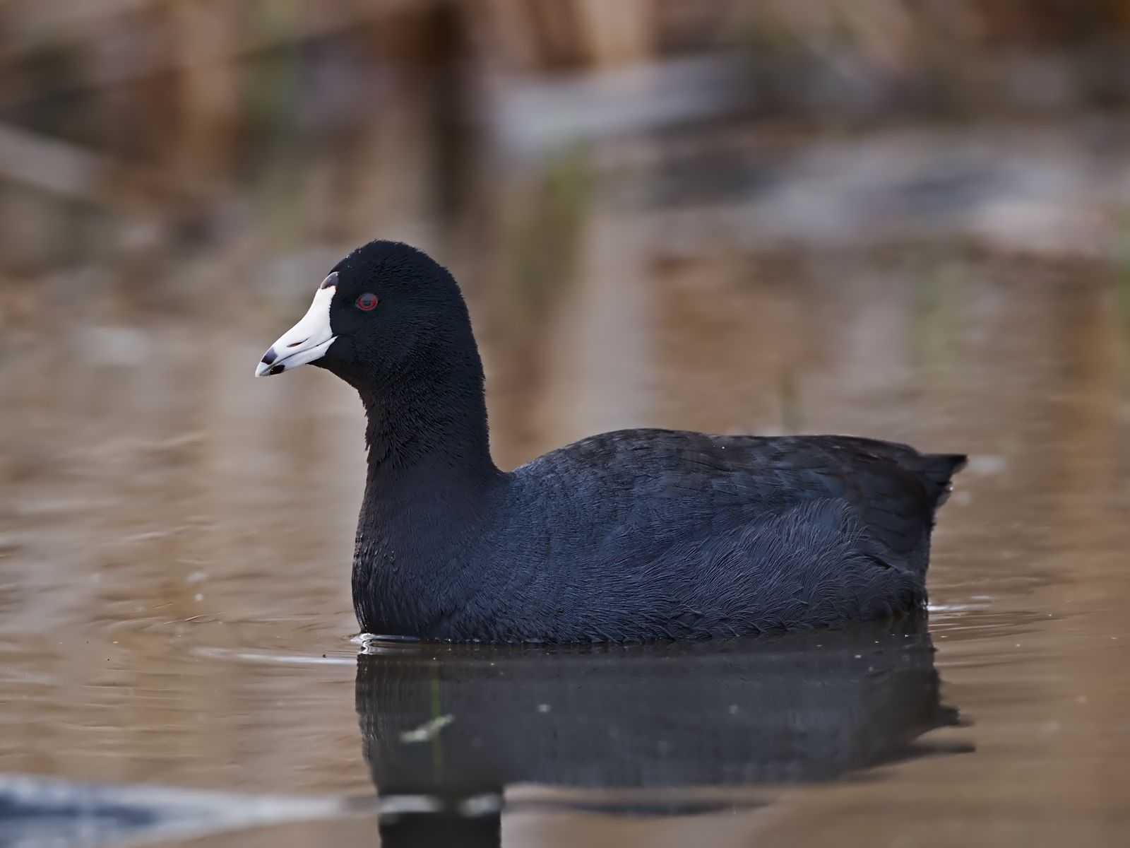 Fulica americana