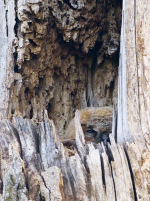 Great Horned Owl