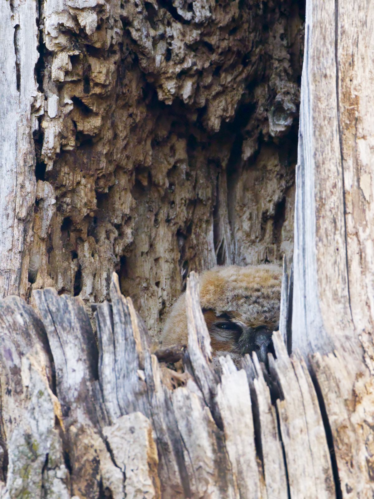 Bubo virginianus