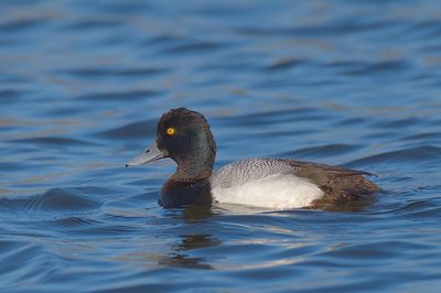 Lesser Scaup