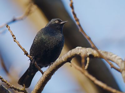 Rusty Blackbird