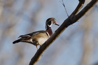 Wood Duck