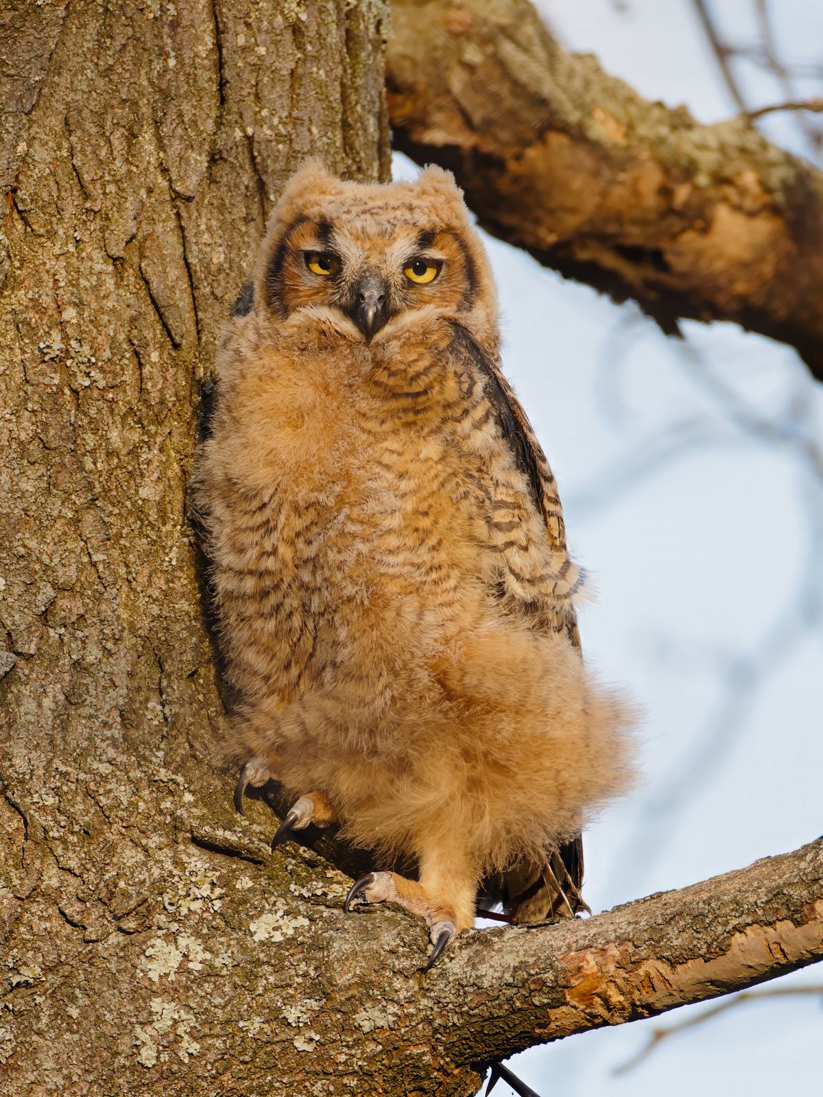 Bubo virginianus