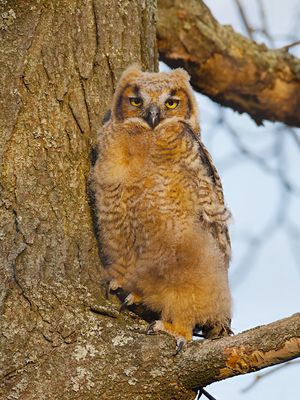 Great Horned Owl