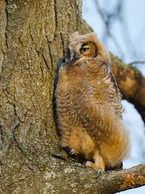 Great Horned Owl