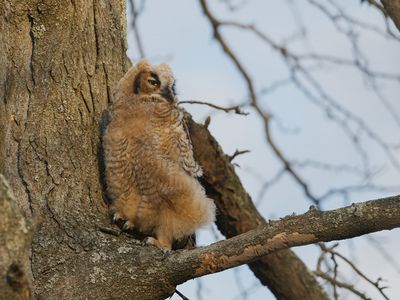 Great Horned Owl