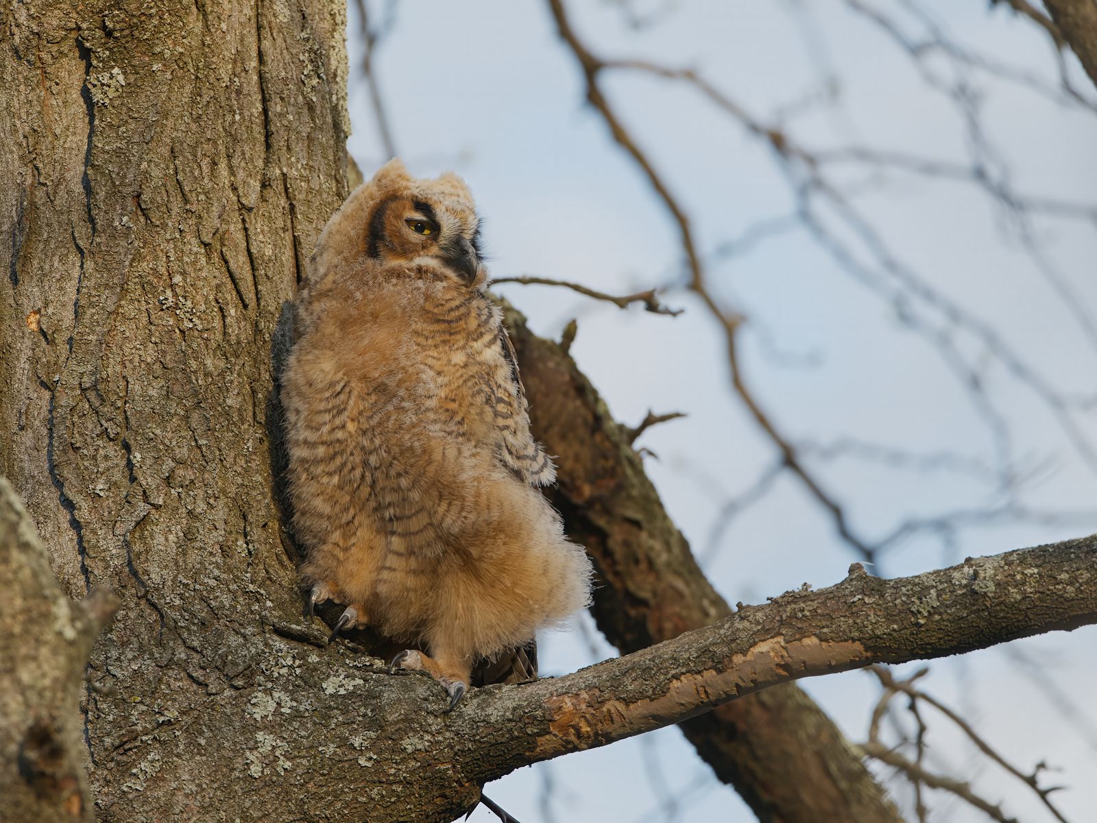 Bubo virginianus