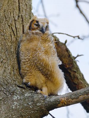 Great Horned Owl