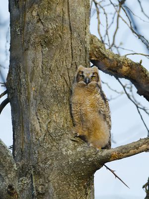 Great Horned Owl