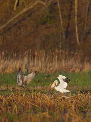 Sandhill Crane