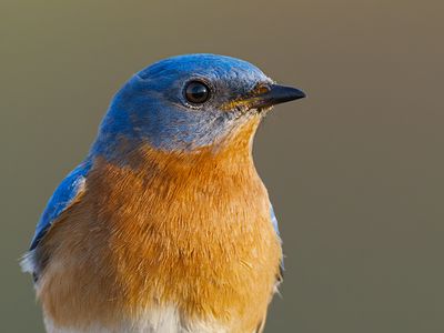 Eastern Bluebird