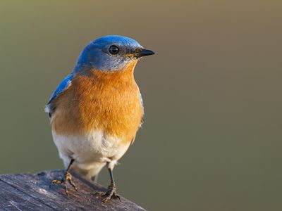 Eastern Bluebird