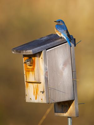 Eastern Bluebird