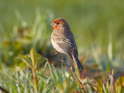 House Finch