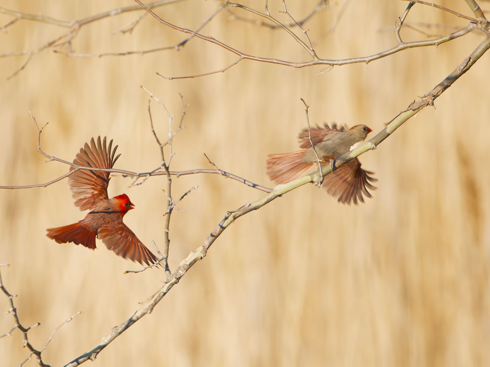 Cardinalis cardinalis