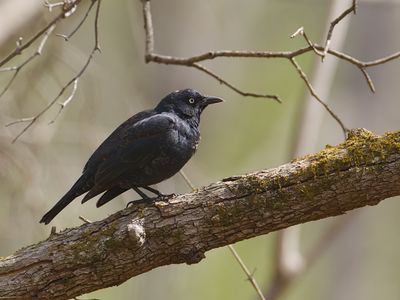 Rusty Blackbird