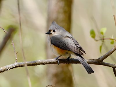 Tufted Titmouse