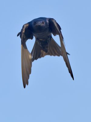 Purple Martin