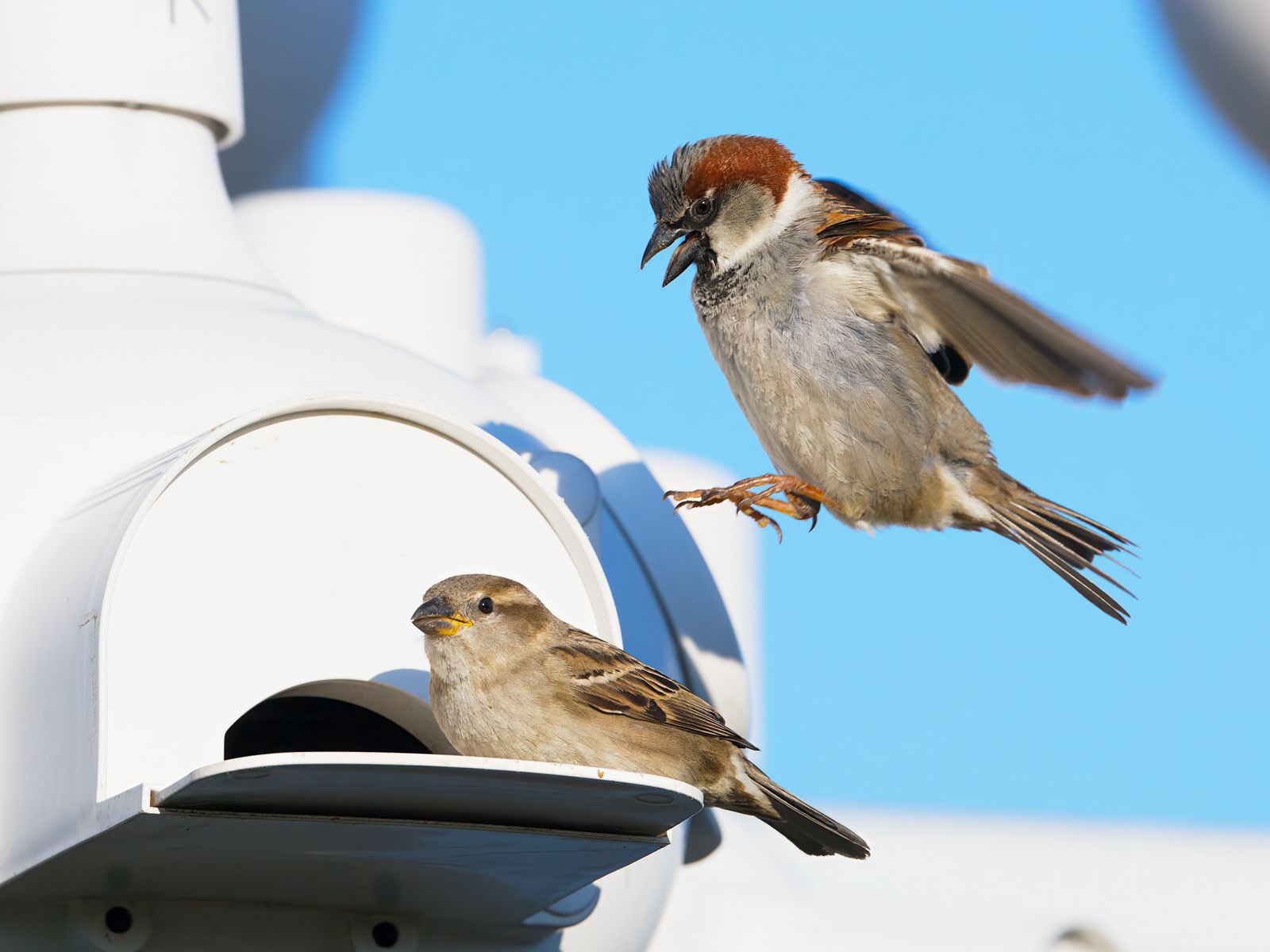 Passer domesticus