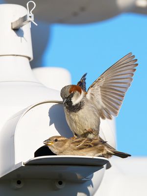 House Sparrow