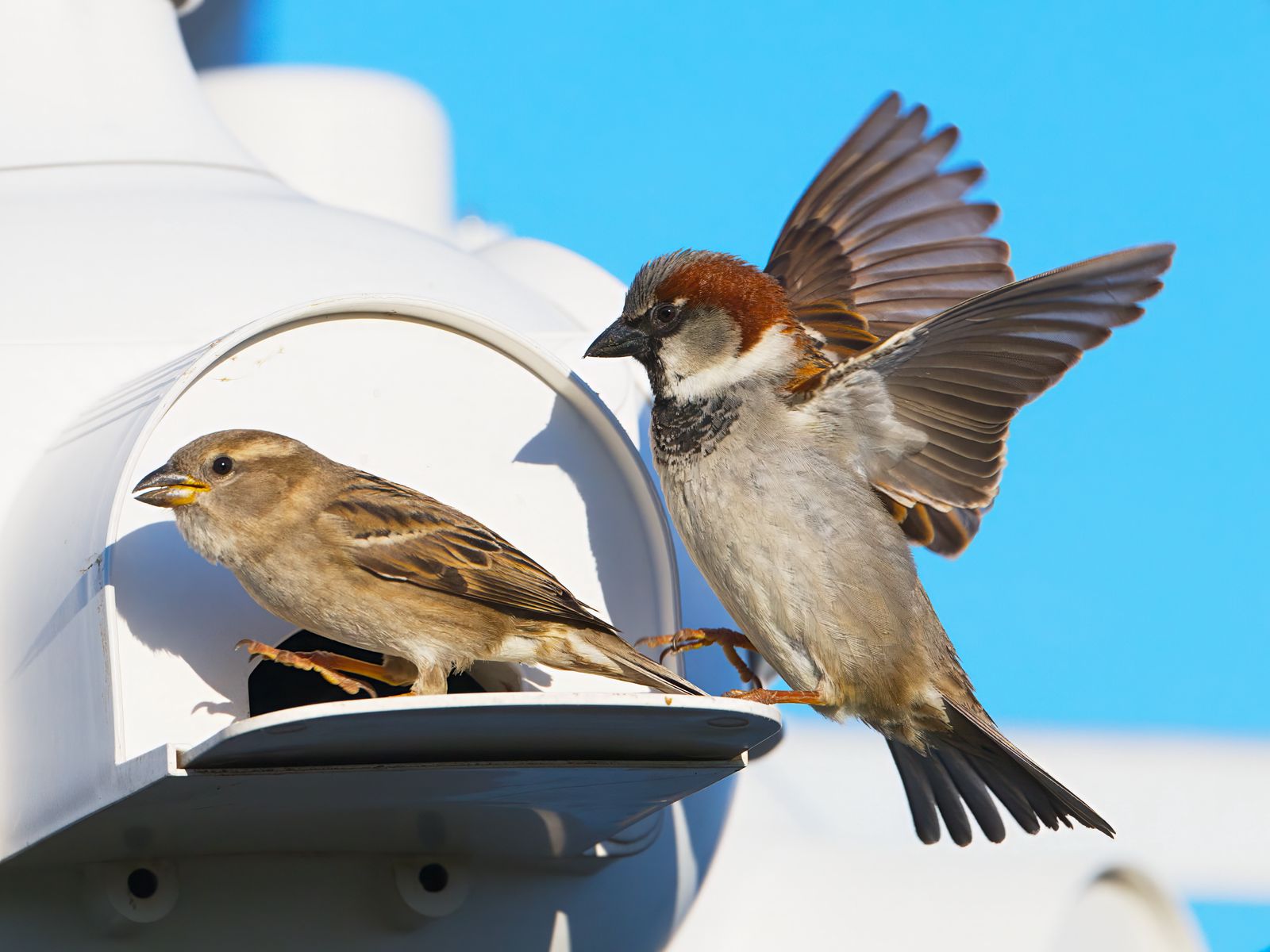 Passer domesticus