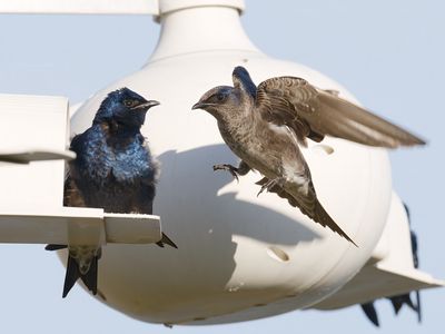Purple Martin