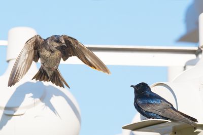 Purple Martin